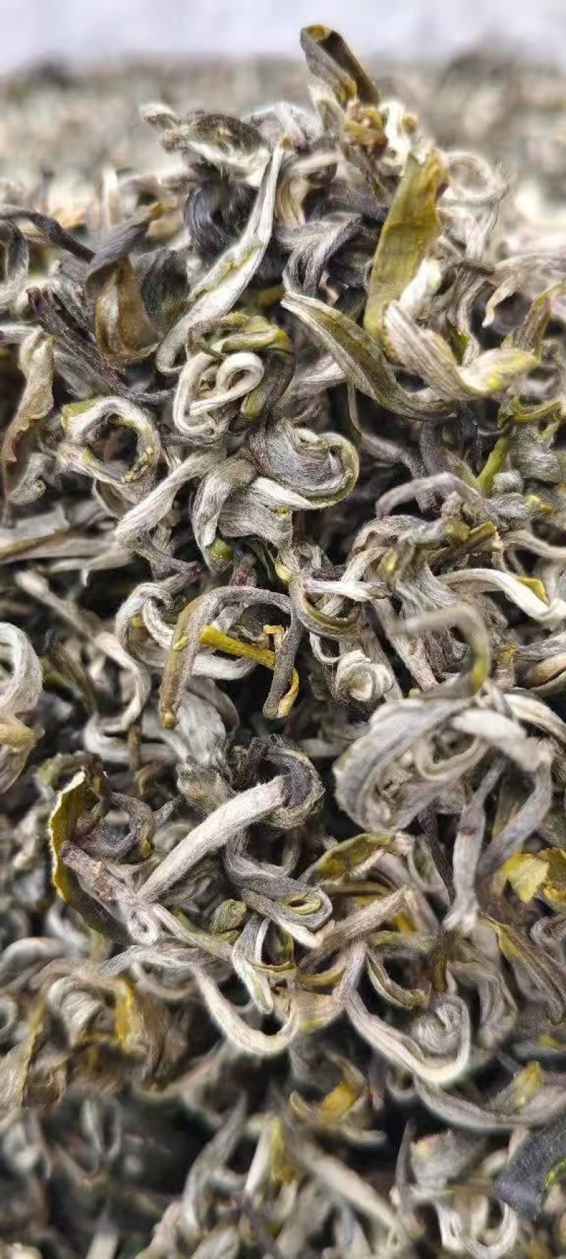 越南高山雪茶-古树茶