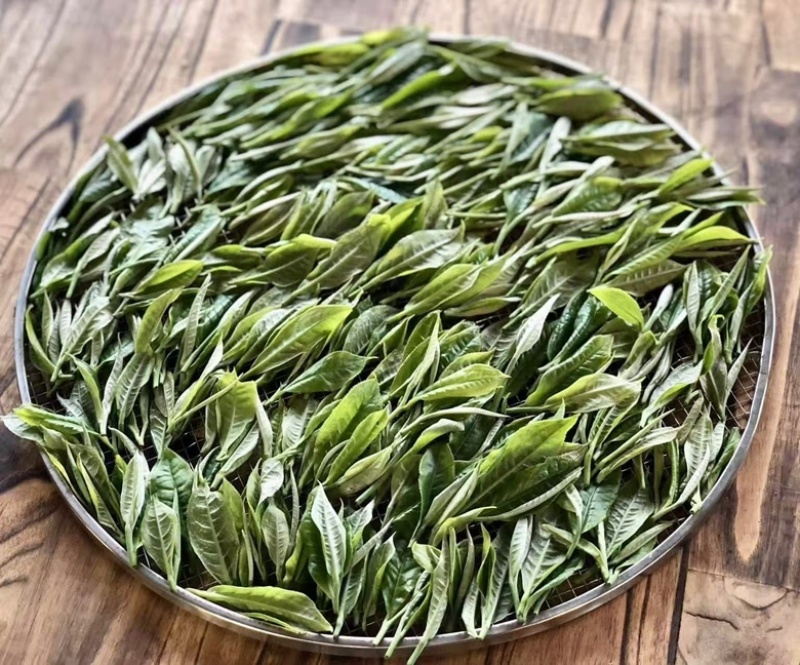 越南高山雪茶-古树茶