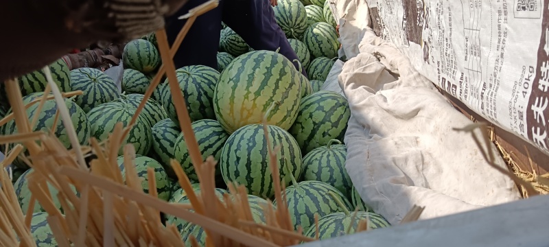 美都西瓜，量大便宜，产地，河南扶沟基地