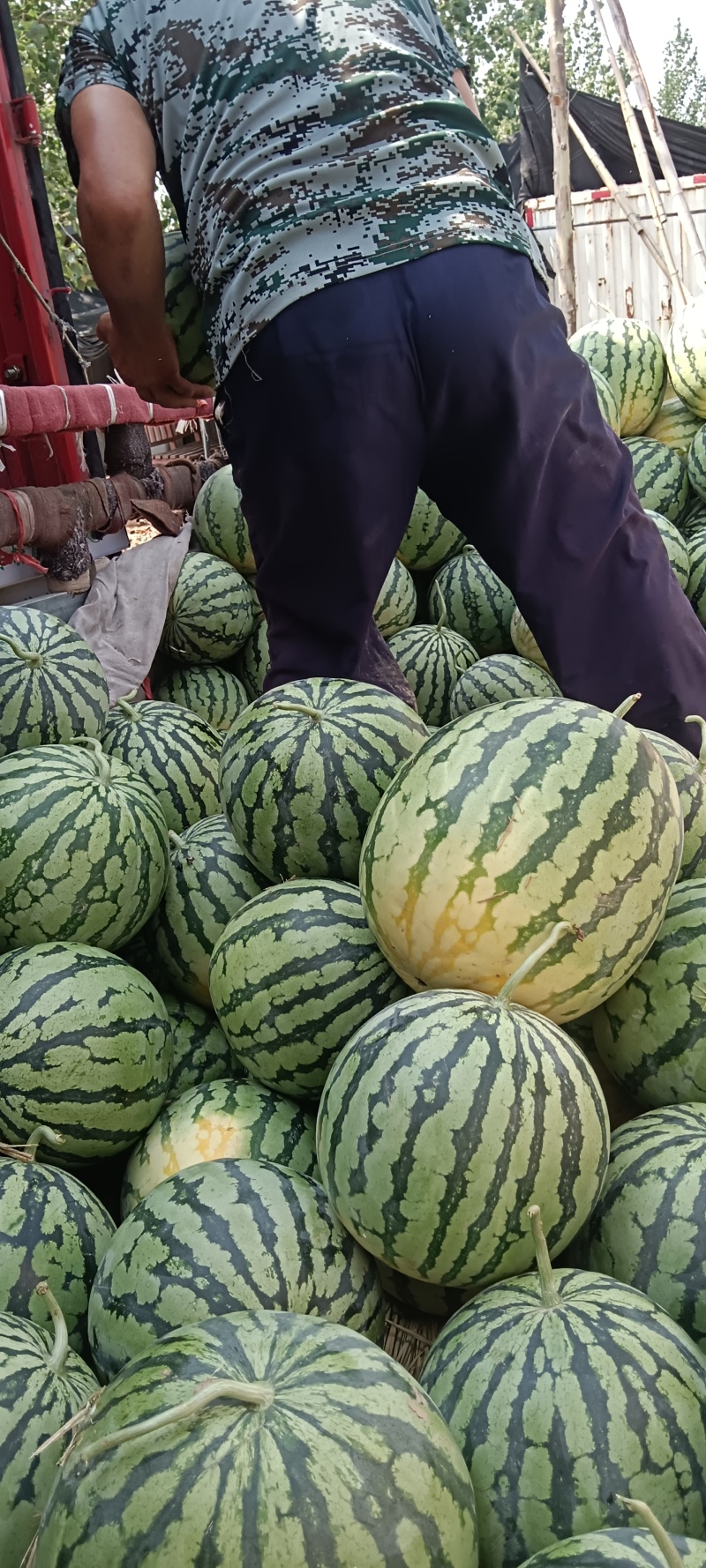 美都西瓜，量大便宜，产地，河南扶沟基地