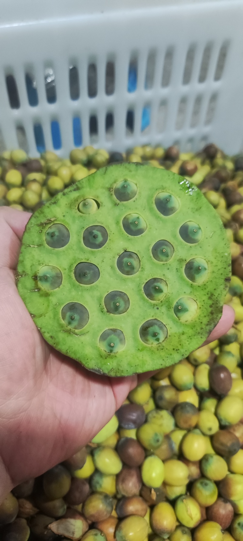 新鲜老莲子安徽芜湖现剥现发