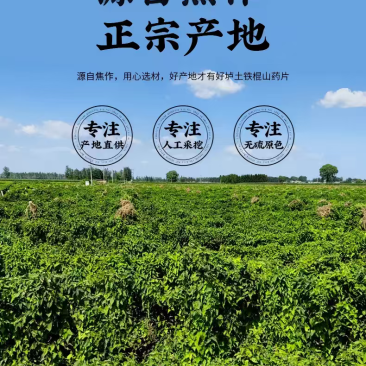 铁棍山药·河南焦作