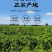 铁棍山药·河南焦作