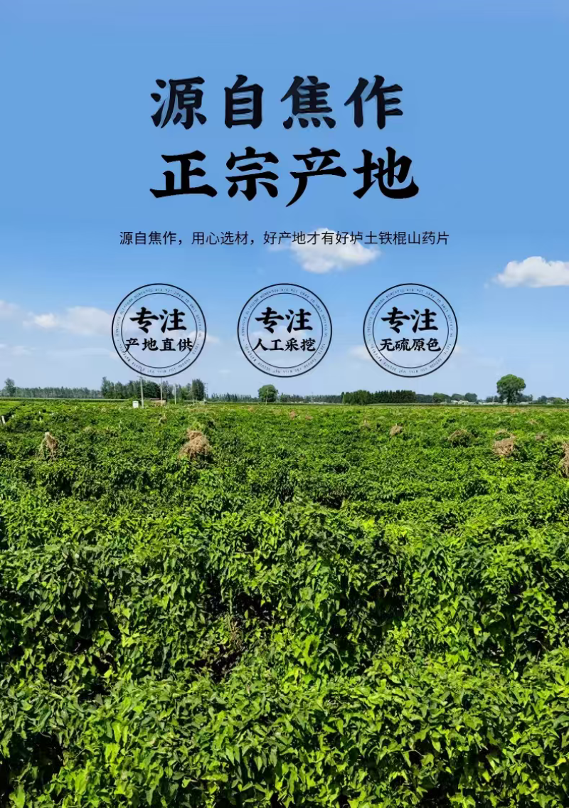 铁棍山药·河南焦作