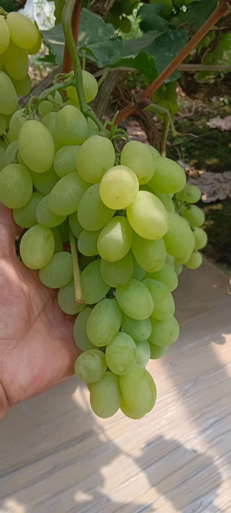 维多利亚葡萄