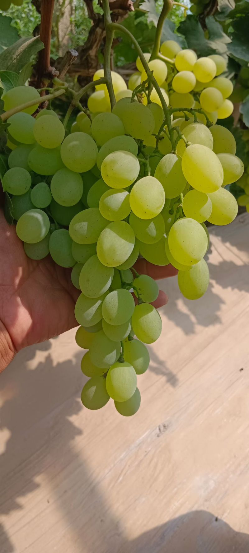维多利亚葡萄