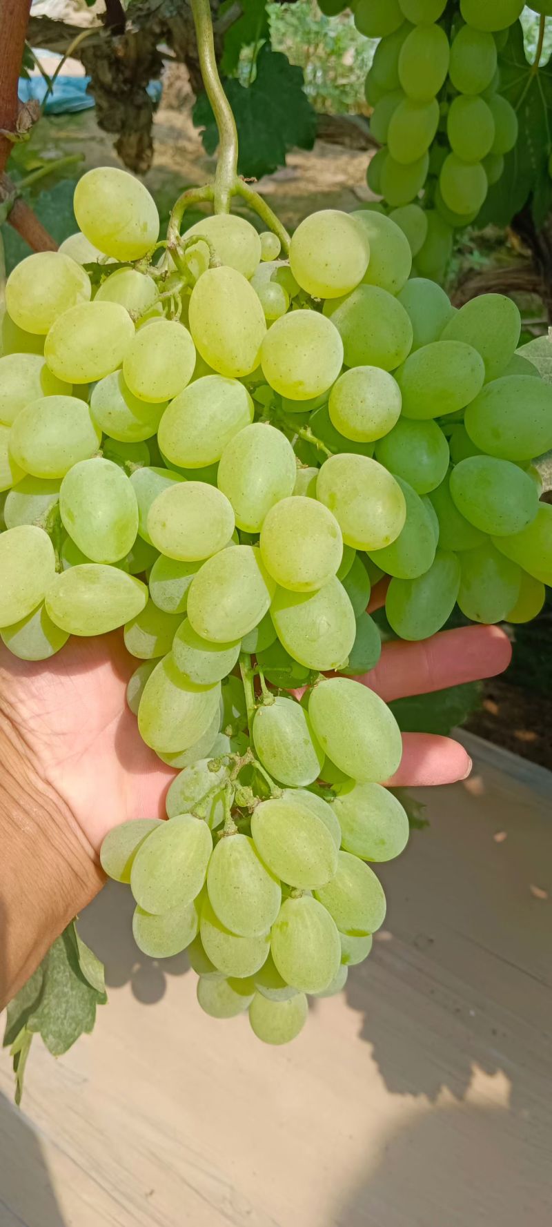 维多利亚葡萄