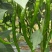 二荆条