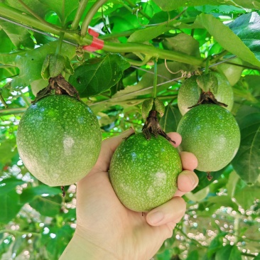 黄金百香果