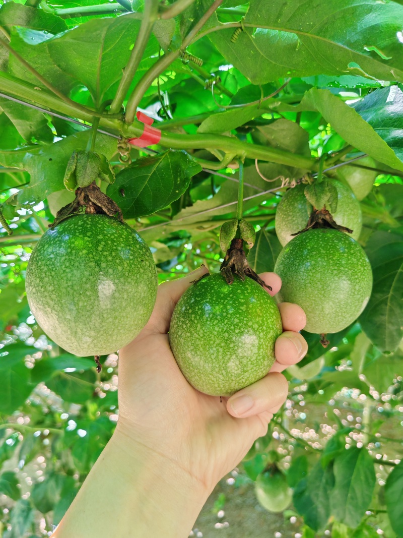 黄金百香果