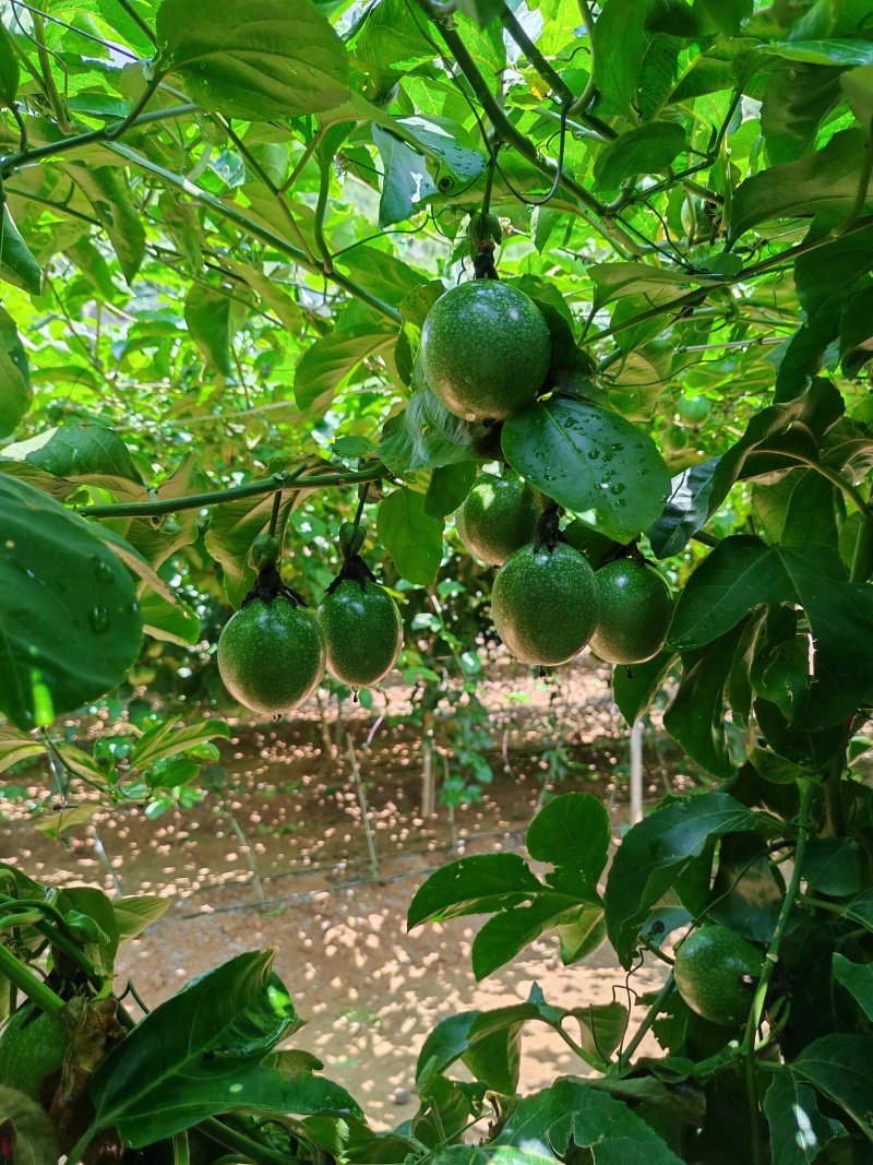 黄金百香果