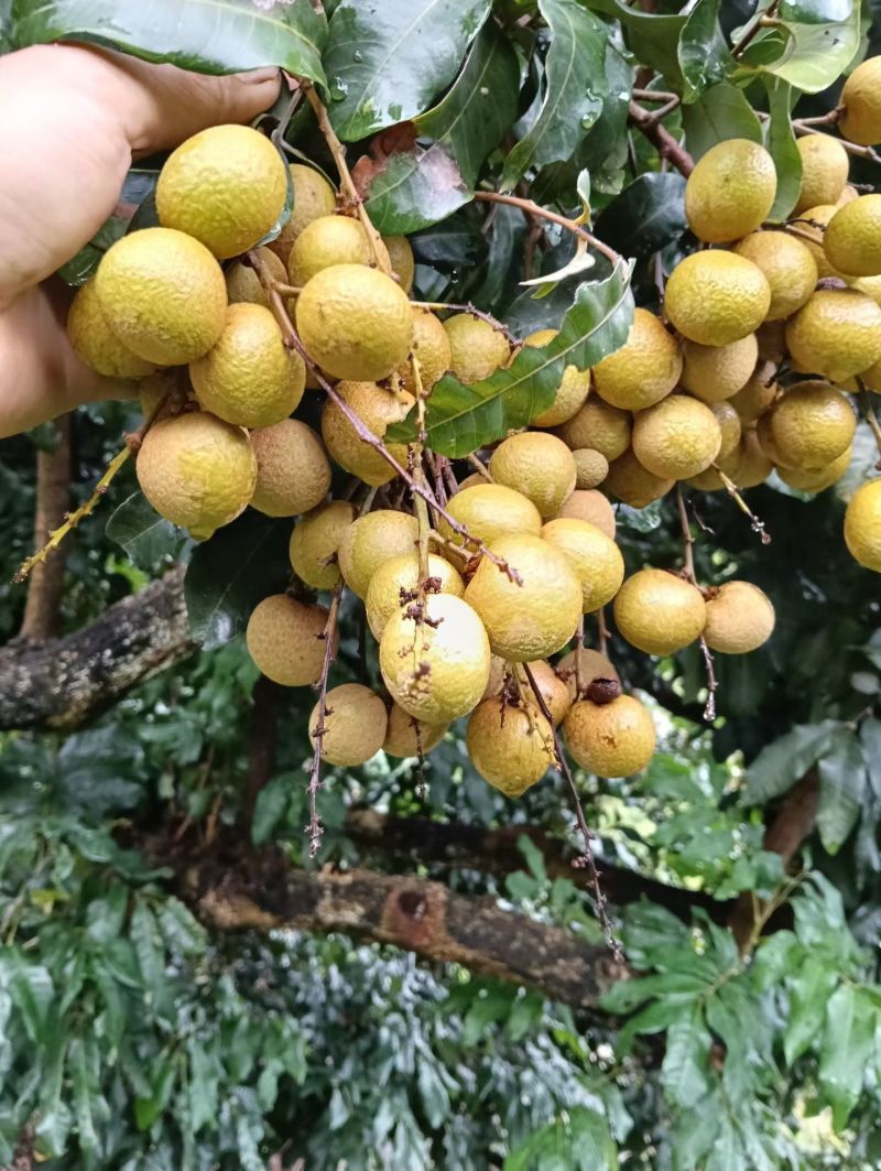 石硖龙眼