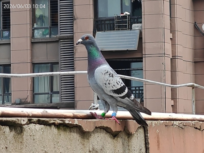 赛鸽