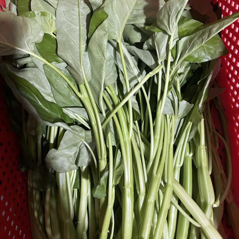 空心菜基地直发