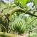 云南普洱-佛手柑（价格根据不同的品质定价，请电联）