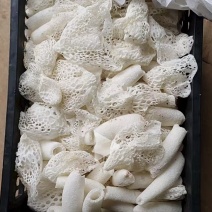 竹荪