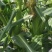 高山高海拔种植水果玉米