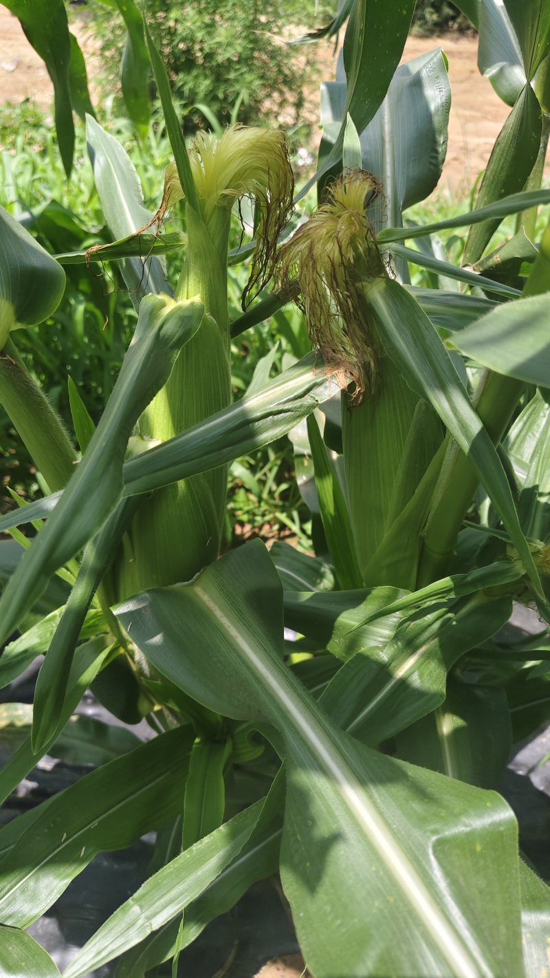 高山高海拔种植水果玉米