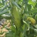 高山高海拔种植水果玉米