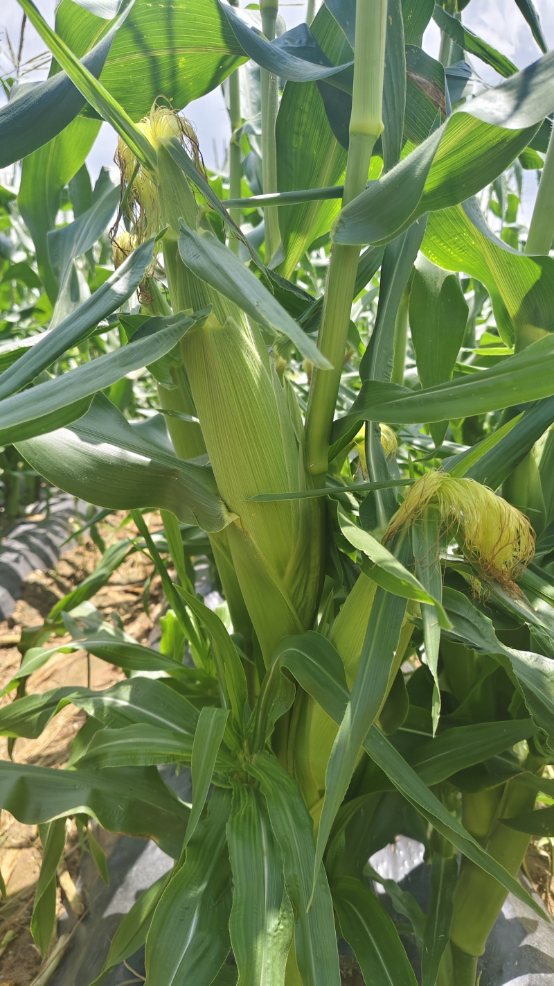高山高海拔种植水果玉米