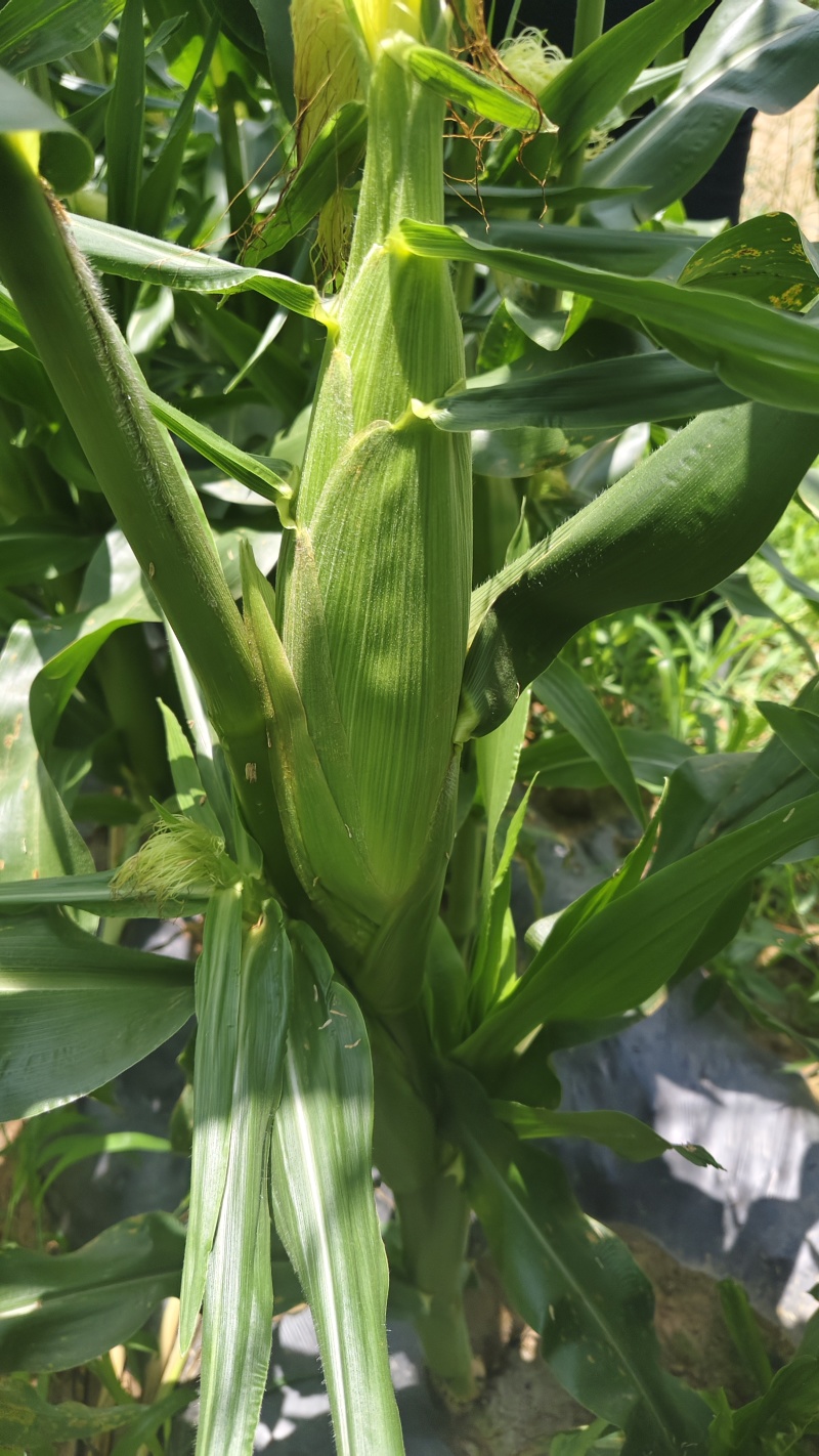 高山高海拔种植水果玉米