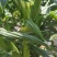 高山高海拔种植水果玉米