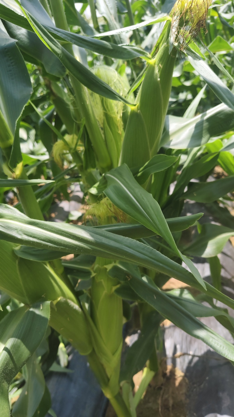 高山高海拔种植水果玉米