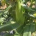 高山高海拔种植水果玉米
