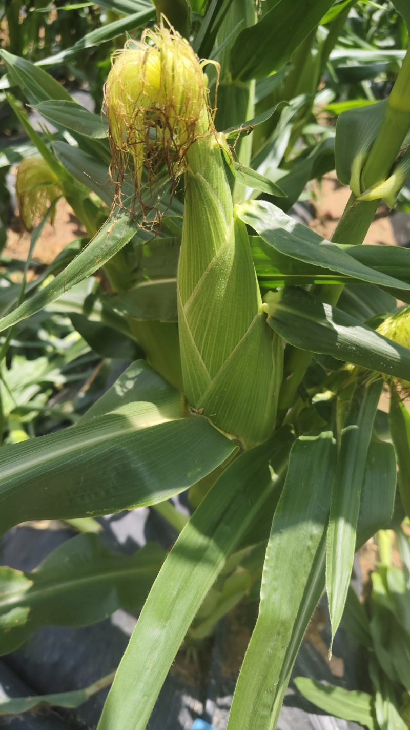 高山高海拔种植水果玉米