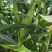 高山高海拔种植水果玉米