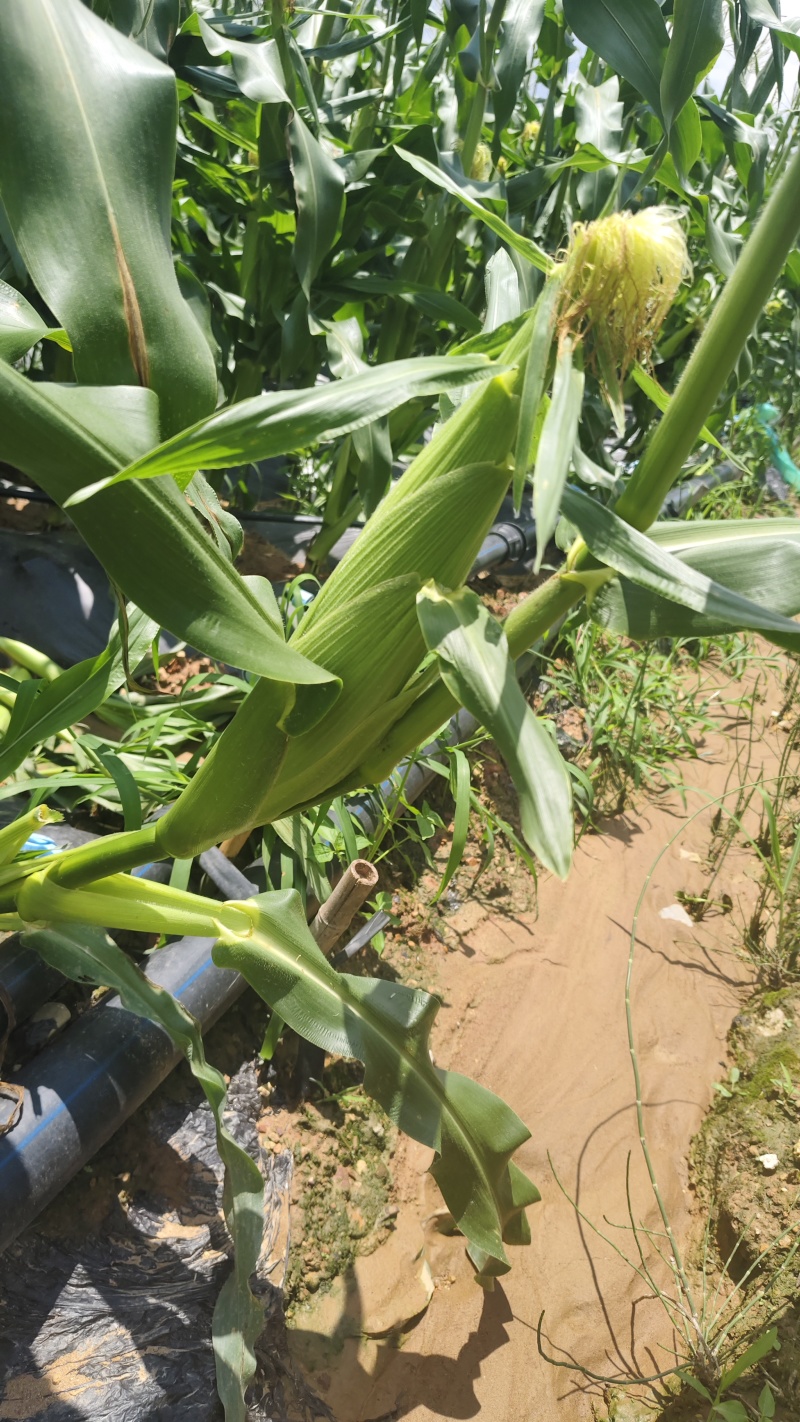 高山高海拔种植水果玉米