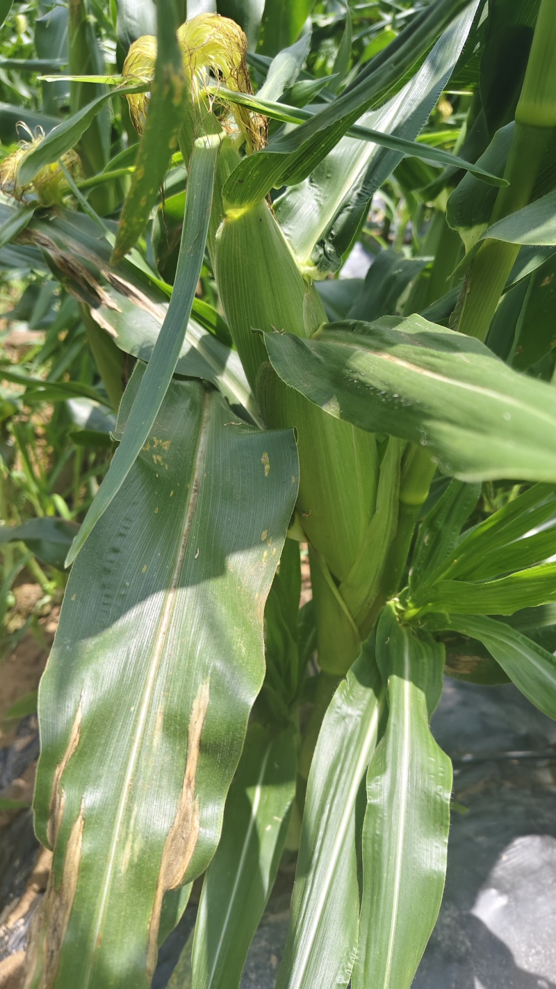 高山高海拔种植水果玉米