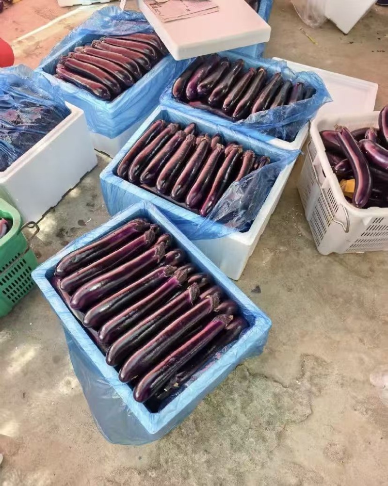 贵州中长茄烧烤茄产地一手货源直销批发