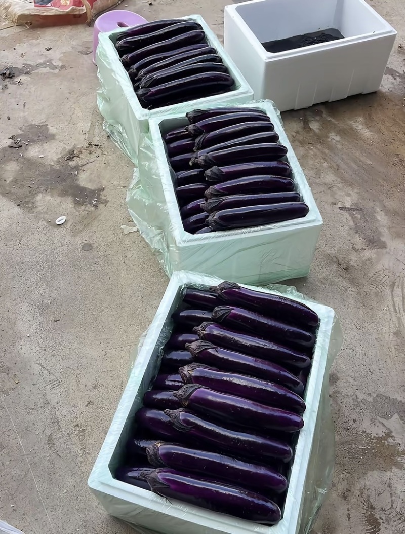 贵州中长茄烧烤茄产地一手货源直销批发