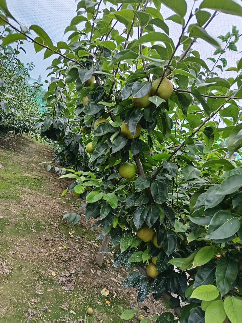 翠冠梨，品质**。