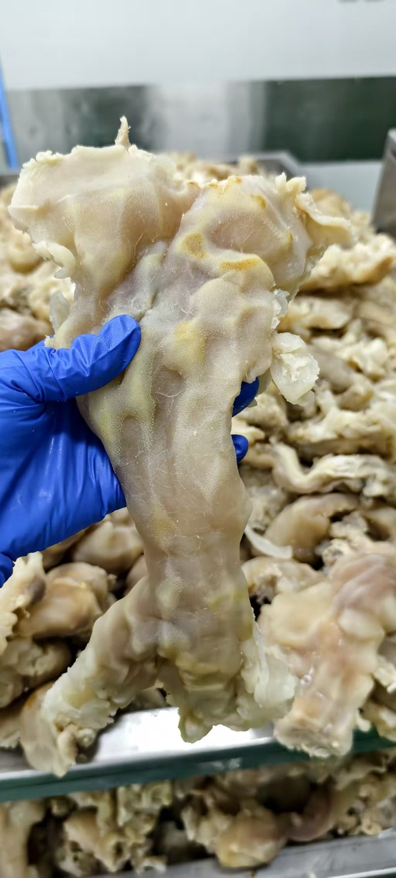 白煮牛蹄筋，白煮牛副筋