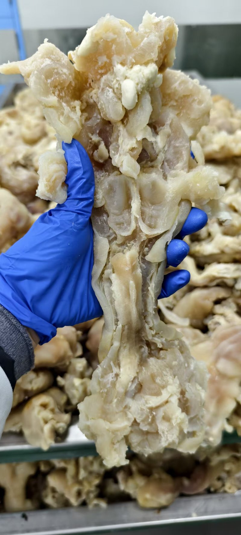 白煮牛蹄筋，白煮牛副筋