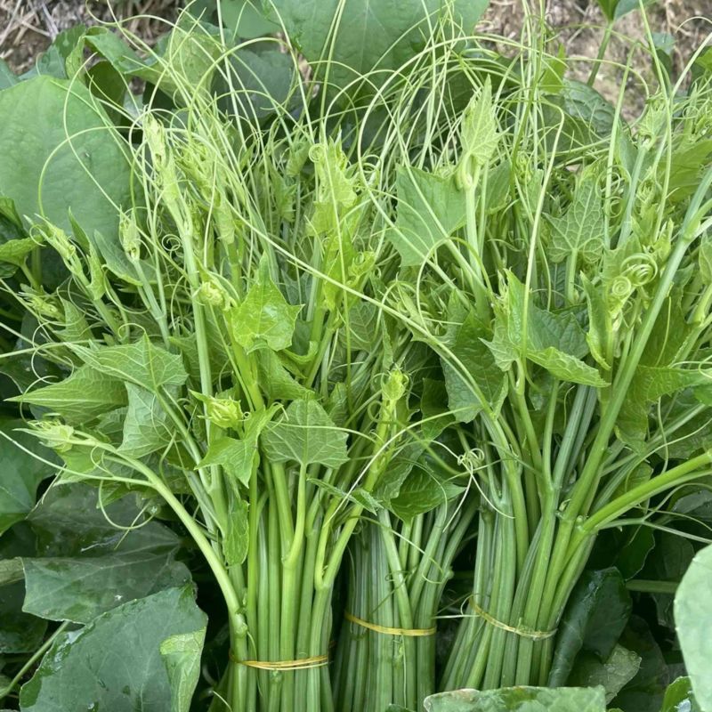 贵州安顺新鲜佛手瓜尖龙须菜洋瓜嫩藤尖基地现摘