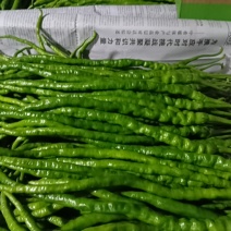 鸡爪椒