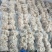 肚包羊肉，1公斤一包，一包8个。工厂直发，国产好货源。