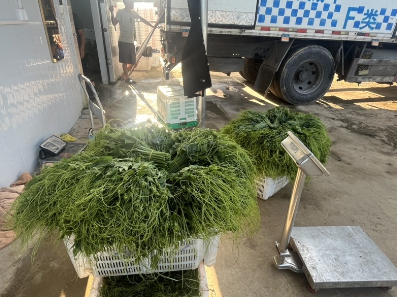 贵州安顺新鲜佛手瓜尖龙须菜洋瓜嫩藤尖基地现摘
