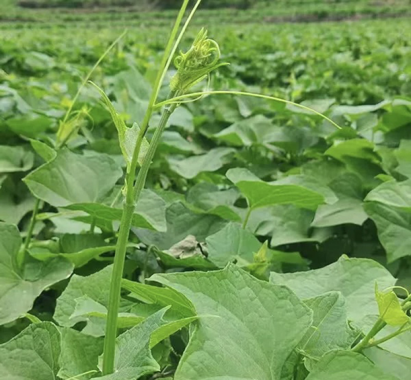 贵州安顺新鲜佛手瓜尖龙须菜洋瓜嫩藤尖基地现摘