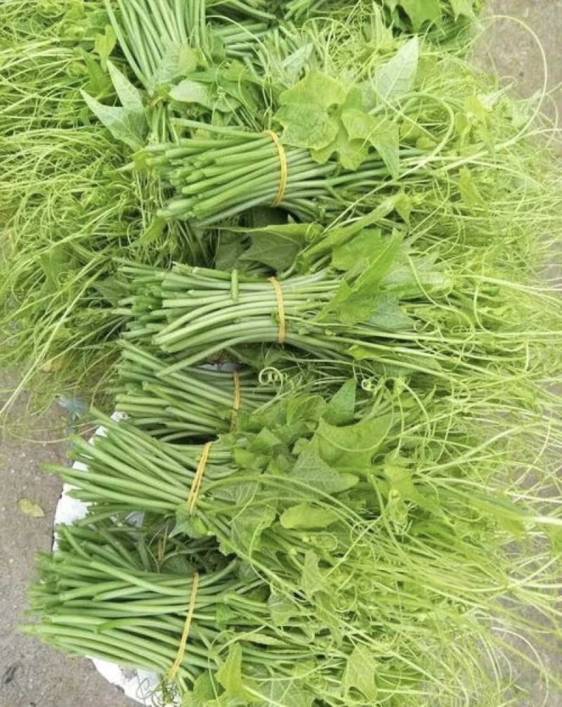 贵州安顺新鲜佛手瓜尖龙须菜洋瓜嫩藤尖基地现摘