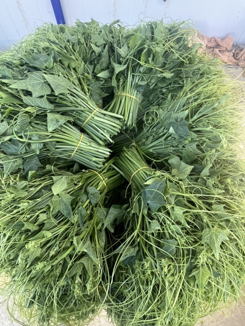 贵州安顺新鲜佛手瓜尖龙须菜洋瓜嫩藤尖基地现摘