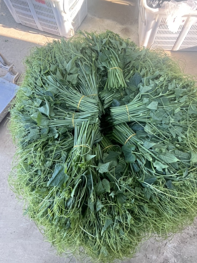 贵州安顺新鲜佛手瓜尖龙须菜洋瓜嫩藤尖基地现摘