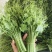贵州安顺新鲜佛手瓜尖龙须菜洋瓜嫩藤尖基地现摘