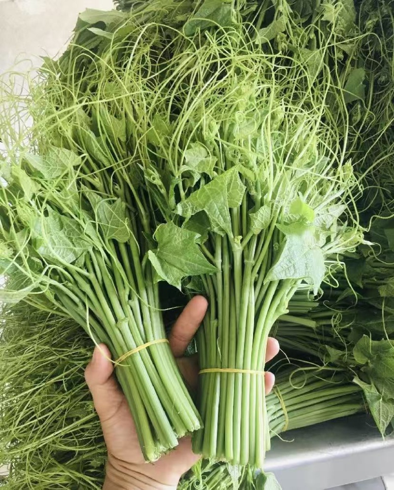 贵州安顺新鲜佛手瓜尖龙须菜洋瓜嫩藤尖基地现摘