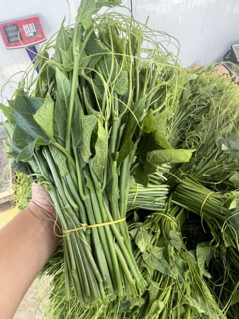 贵州安顺新鲜佛手瓜尖龙须菜洋瓜嫩藤尖基地现摘
