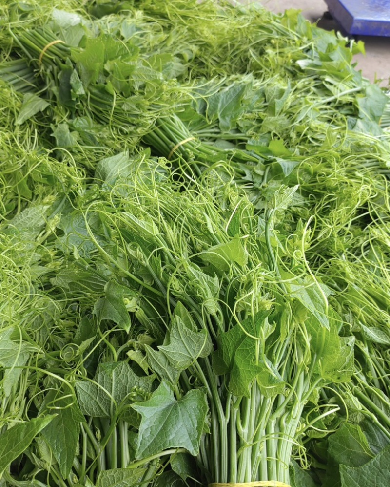 贵州安顺新鲜佛手瓜尖龙须菜洋瓜嫩藤尖基地现摘