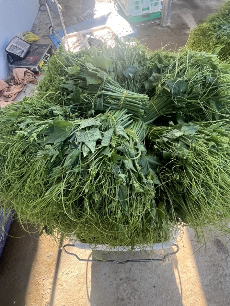 贵州安顺新鲜佛手瓜尖龙须菜洋瓜嫩藤尖基地现摘